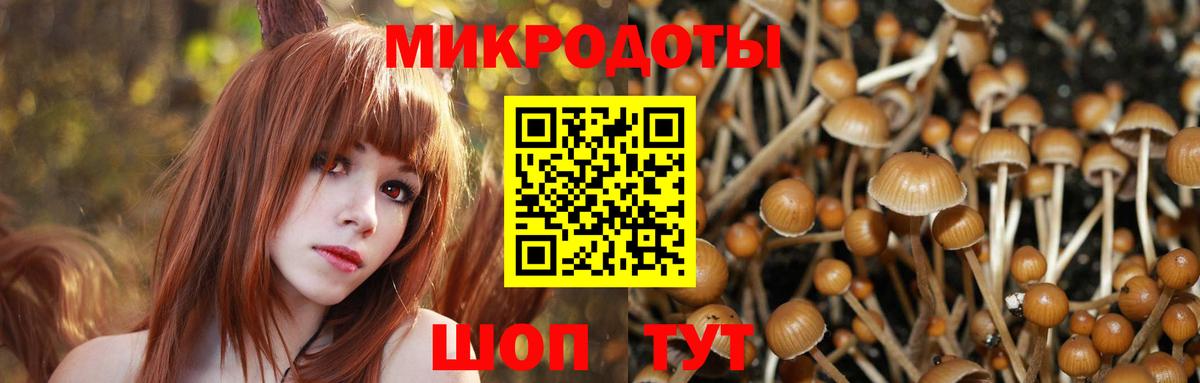 Псилоцибиновые грибы Psilocybe Углич